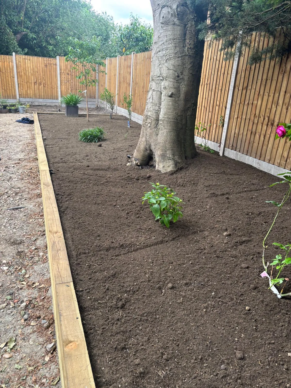 New fence and a tree
